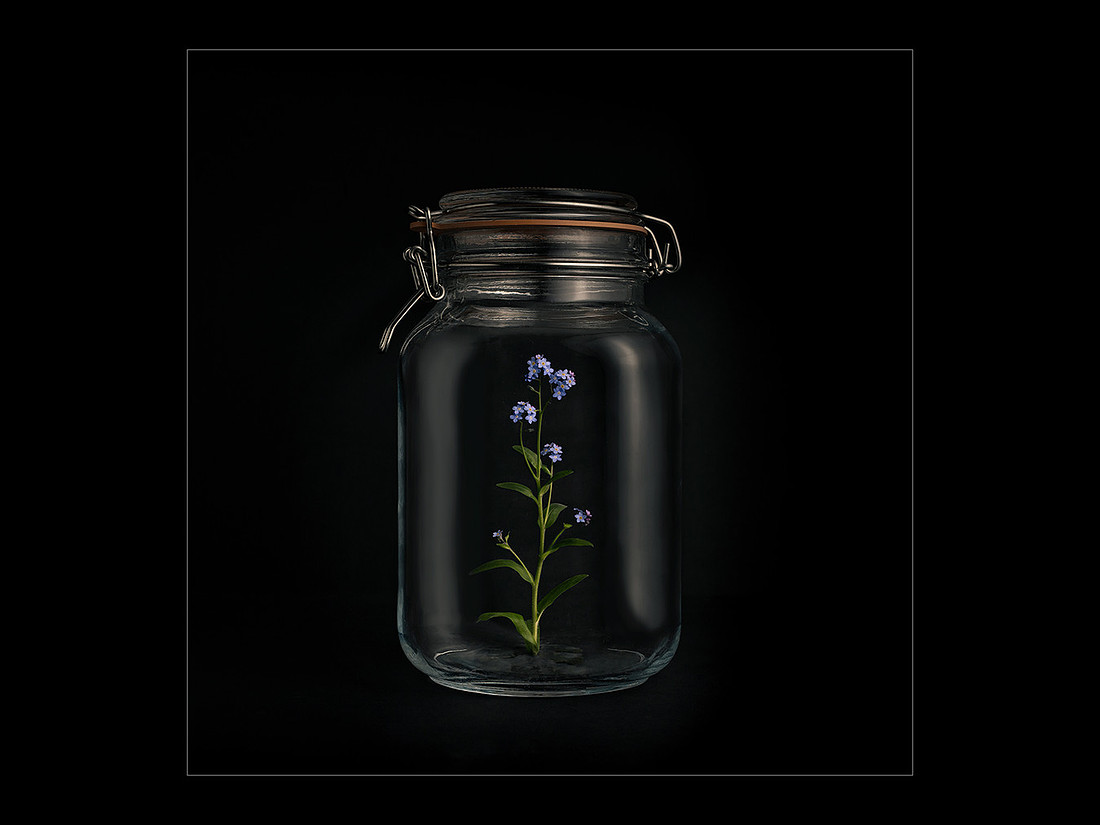 Isolation  - 'forget me not'