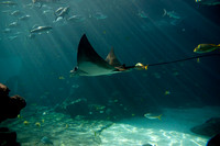 Today's 25th Anniversary - Atlantis Resort, Bahamas